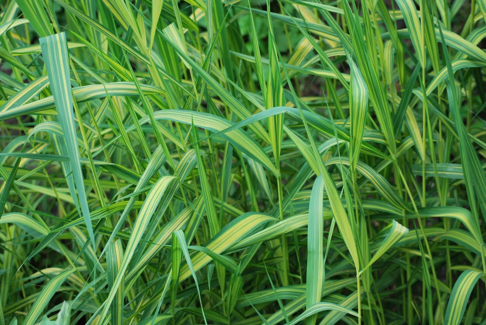 Арундо тростниковый Вариегата. Тростник Южный variegatus. Тростник Южный phragmites Australis. Тростник Ауреа Вариегата. Тростник южный