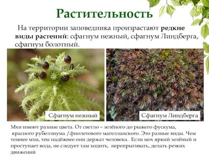 Сфагнум к какой группе
