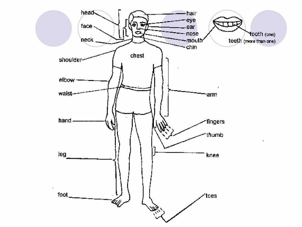 Название частей человека