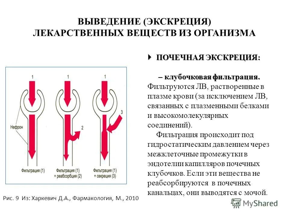 Фенилалкиламины действие на организм человека кратко. Выведение лекарственных веществ. Выводится почками в неизмененном виде 1 сульфадимезин. Выведение экскреция. Аминогликозиды и почки.