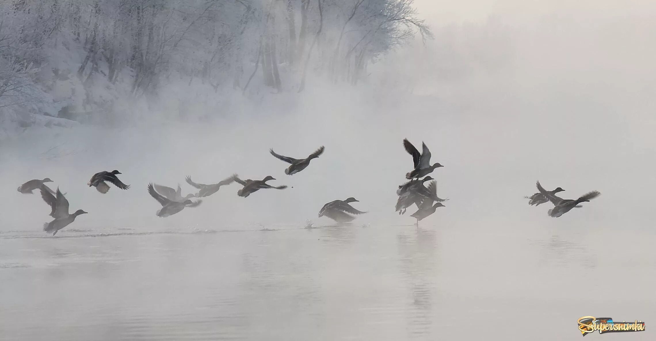 Далеко далеко улетели метели. Птицы в тумане. Птица взлетает. Утки в тумане. Стая птиц.