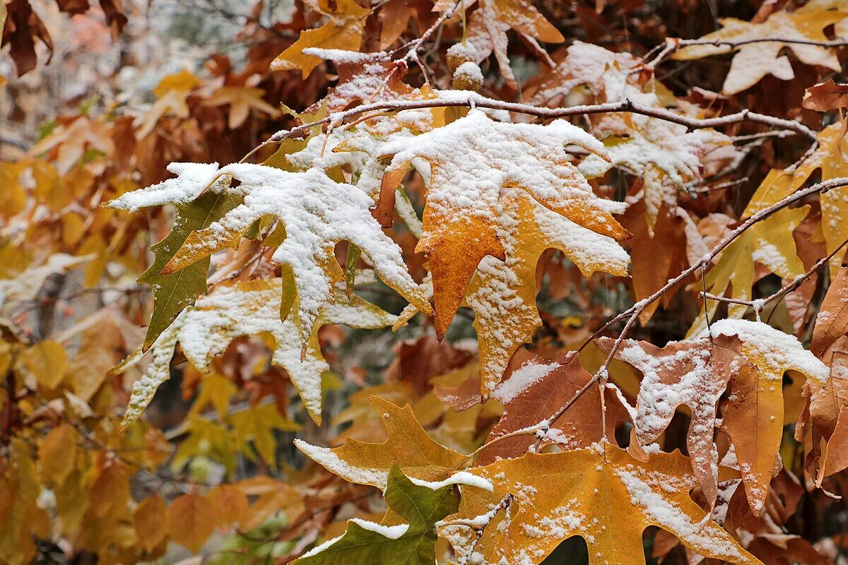 Открытки октябрь осень. Октябрь скидки на займы. Счастливого октября открытки. October first. С первым днем октября.