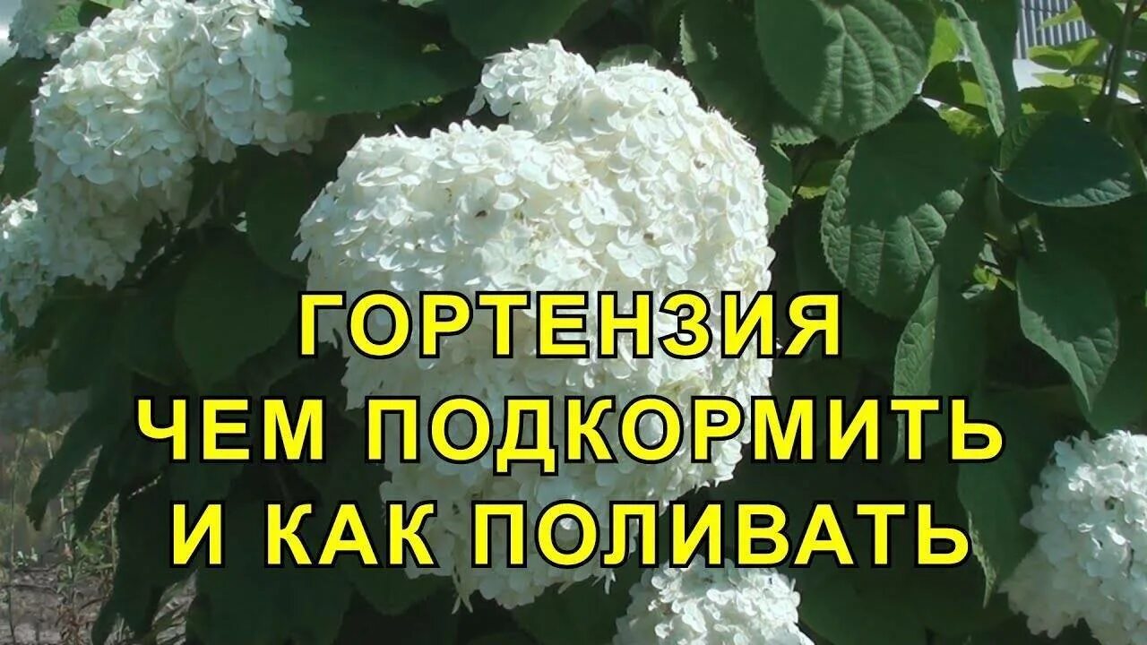 Подкормка гортензии ранней весной. Подкормка гортензии метельчатой. подкормка гортензии метельчатой весной. подкормка для гортензии летом метельчатой.