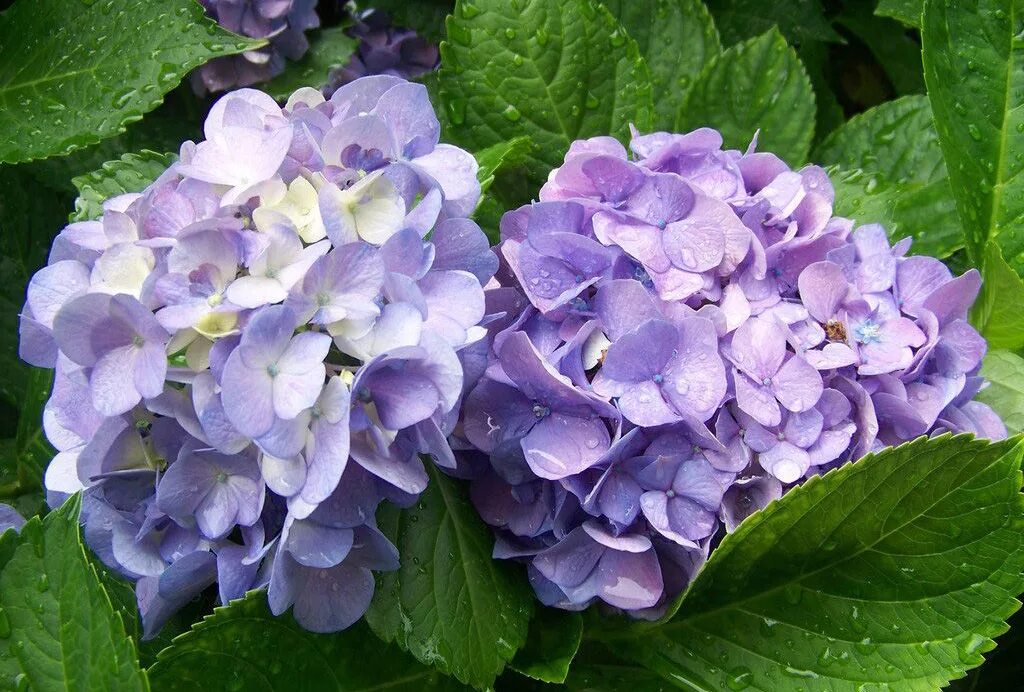 описание сортов крупнолистной гортензии
