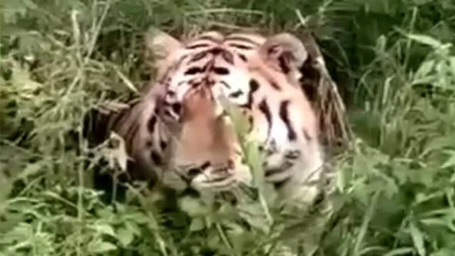 амурский тигр вышел к людям. амурский тигр в лесу. тигры вышли к людям в приамурье. тигр вышел к людям. тигра, пугавшего жителей приморья, отпустили на волю.