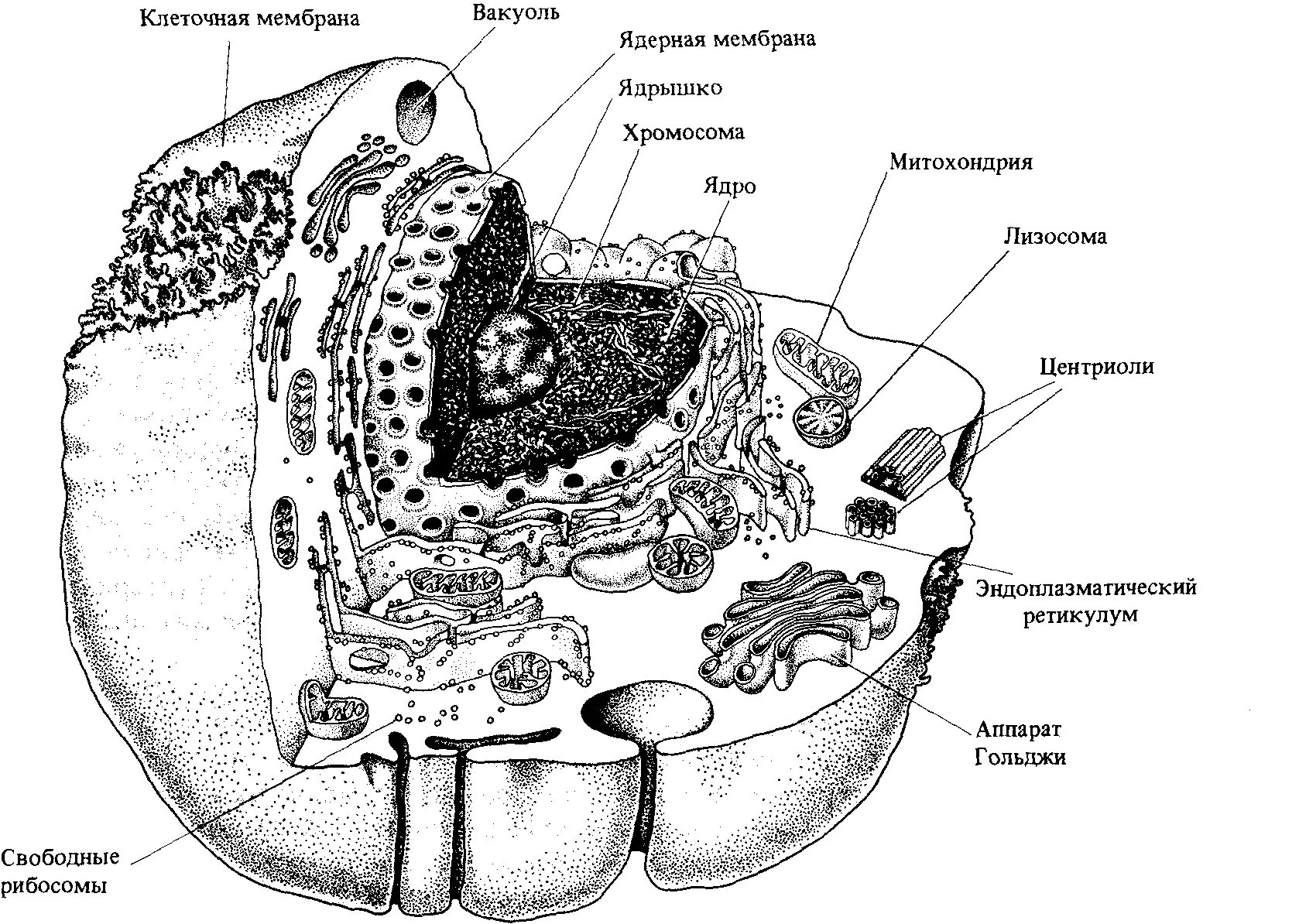 Схема строения эукариотной клетки. "Строение клетки эукариот. Органоиды".. Схема строения эукариотической клетки схема. Строение ядра эукариотической клетки схема. Ядро клетки схема