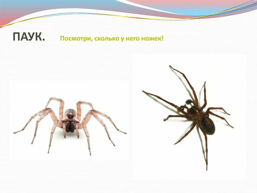 Увидеть паука на работе. Как видят пауки. Как видит паук окружающий мир. Что видит мир паук. Ножка паука окружающий мир.