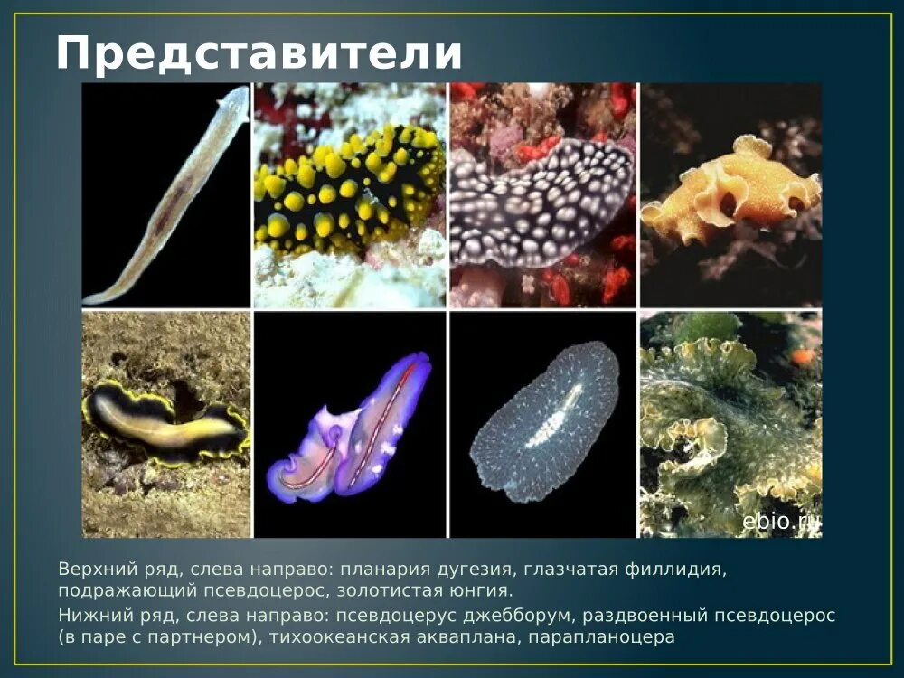 Класс ресничные представители. Класс ресничные представители