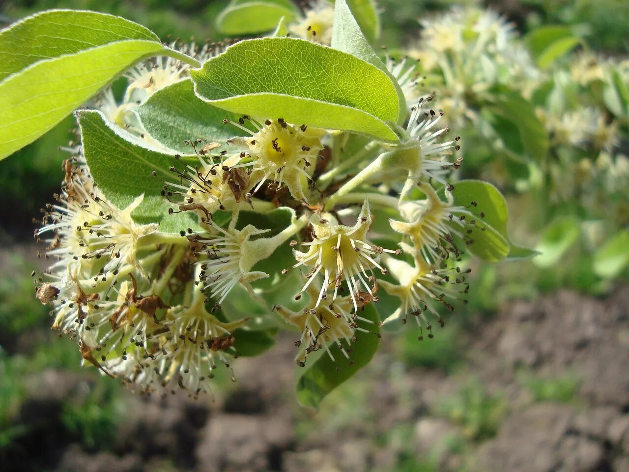 Love blooming pear. Цветение груши. Цветение киви. Цветущая груша весной. Груша обыкновенная цветение.