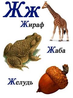 Карточка буква ж