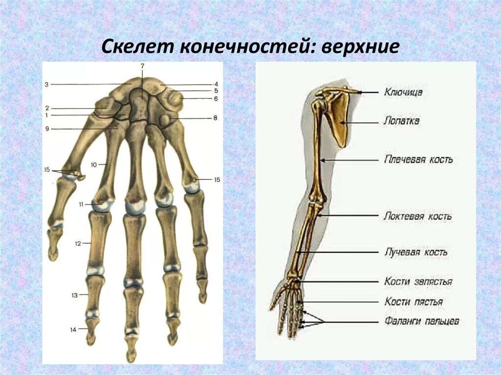 Анатомия кости верхней конечности. Отделы и кости скелета верхней конечности. Строение костей верхней конечности. Строение скелета верхней конечности рисунок. Строение верхней конечности анатомия.