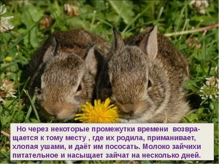 Листопаднички интересные факты