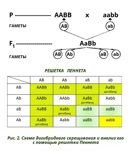 Дигибридное скрещивание аавв аавв. Решетка Пеннета дигибридное скрещивание. Независимое наследование решетка Пеннета. AABB * AABB решётка Пеннета. Задачи на дигибридное скрещивание с решением с решеткой Пеннета.