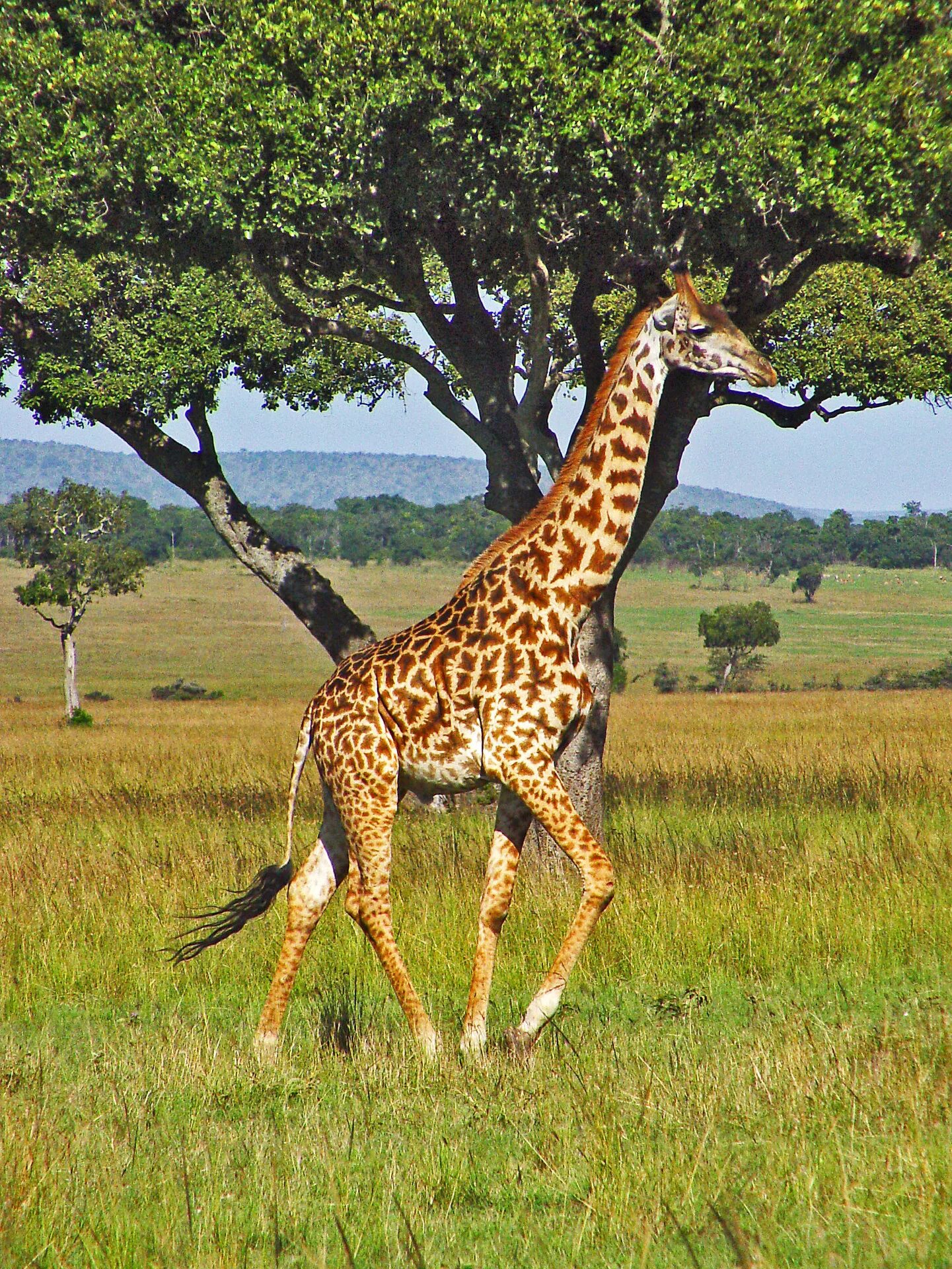 Жираф среда обитания. Родезийский Жираф. Жираф Торникрофта. Жираф сбоку.