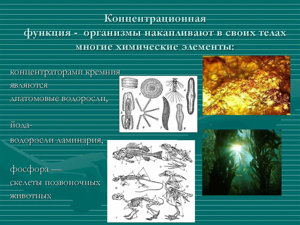 Организмы концентраторы. Живые организмы накапливающие химические элементы. Химический организм. Концентрационная функция биосферы.