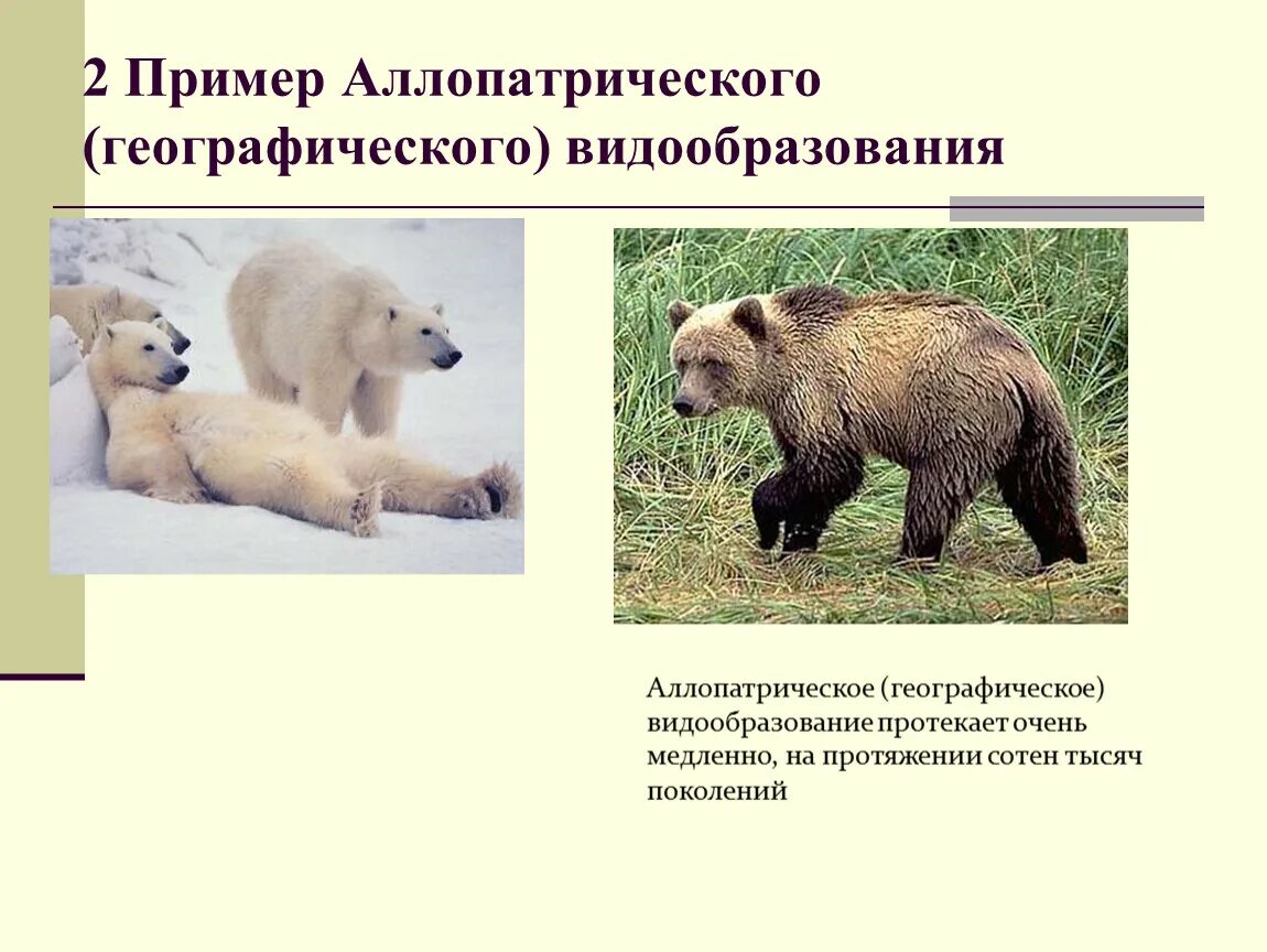 Выберите примеры аллопатрического видообразования Файл:Speciation  Википедия