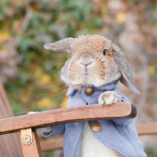 The bunny