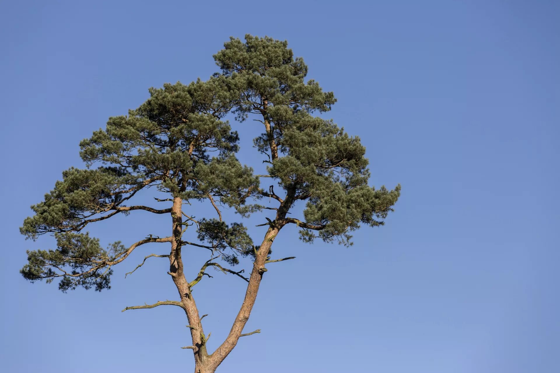 Иллюстрации сосны. Пиния (Pinus pinea). Колхидская сосна. Сосна обыкновенная Кавказ. Сосна обыкновенная Хиберниа.