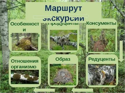 Лишайники редуценты