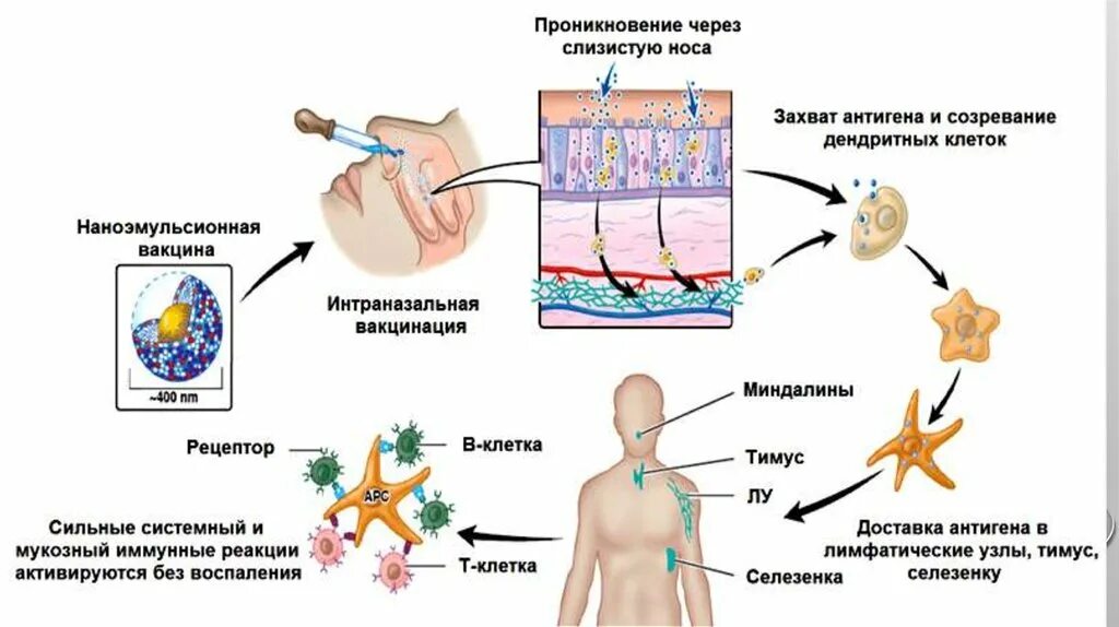 Механизм действия вакцин. Классификация ветряной оспы. Патогенез ветряной оспы. Патогенез ветряной оспы схема. Ветрянка эпидемиология.