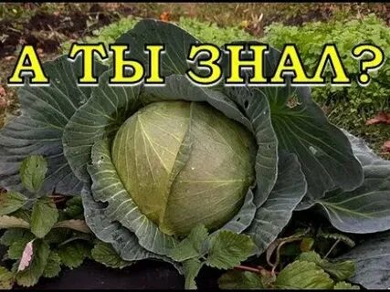 Когда убирать капусту на урале