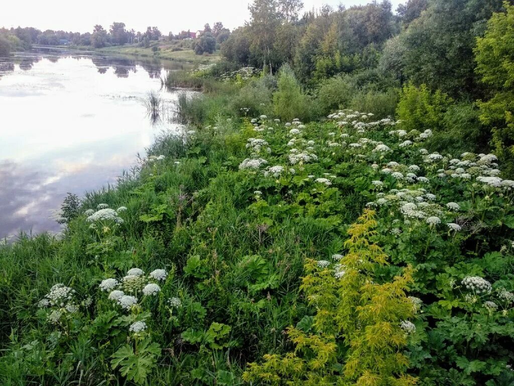 Заросли вдоль реки. Борщевик сосновского заросли. борщевик в карелии. растения вдоль рек. ядовитые растения карелии.