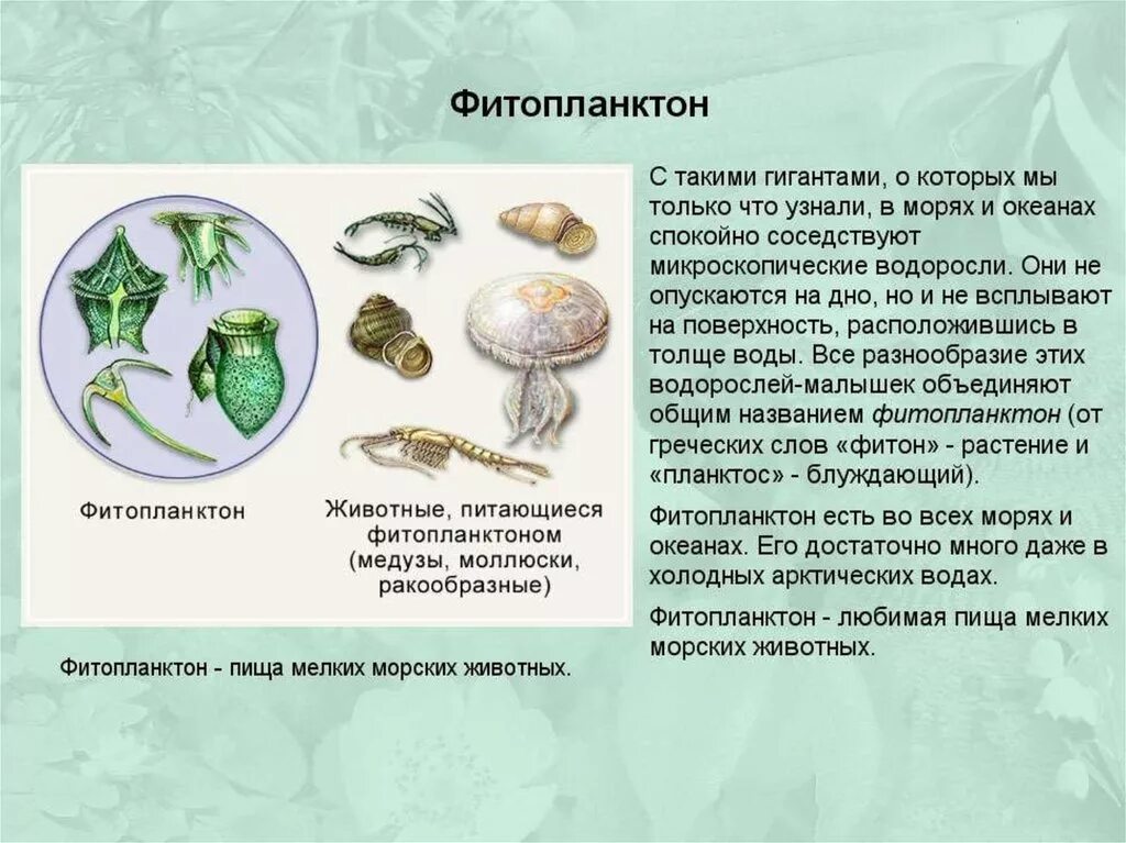 Характеристика фитопланктона. Фитопланктон характеристика. Фитопланктон состав. Какие водоросли образуют фитопланктон. Фитопланктон это в биологии.