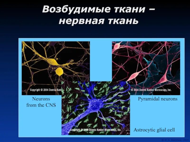 Нервная ткань обладает возбудимостью и проводимостью. Возбудимые ткани. возбудимые клетки нервной ткани это. образование нервной ткани. нервная ткань физиология.