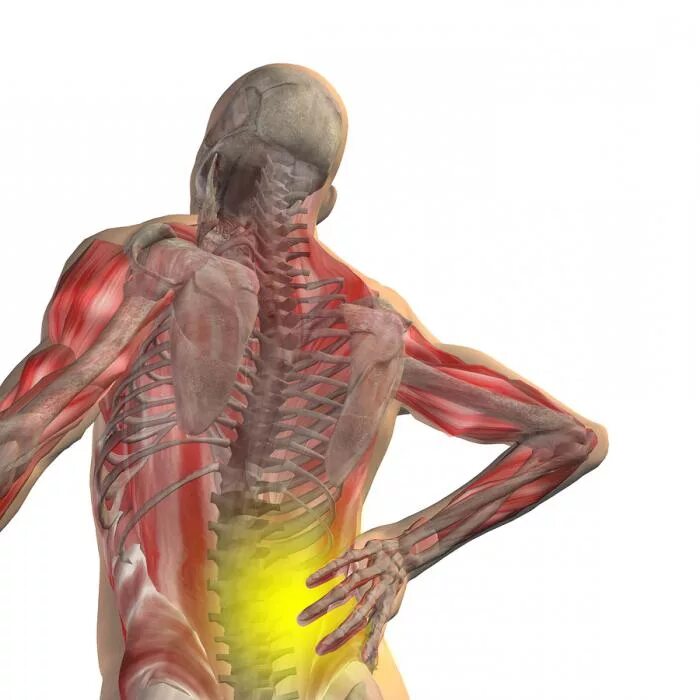 Боли в пояснице онемение. Организм человека со спины. Человек с болью в спине. Тело человека органы со спины. Анатомия человека со спины органы.