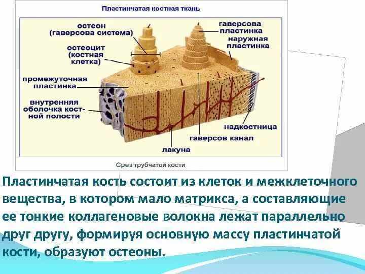 Компактная пластинчатая костная ткань. Пластинчатая костная ткань генеральные пластинки. Пластинчатая костная ткань образует. Строение пластинчатой костной ткани. Пластинчатая кость