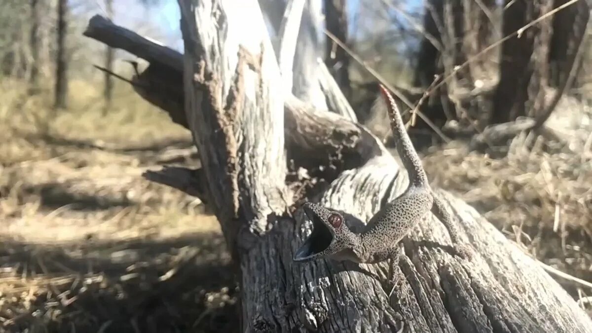 Отпугни хищника 96. Геккон золотохвостый строфурус Strophurus taenicauda. Существуют ли драконы. Существуют ли драконы в реальной жизни.