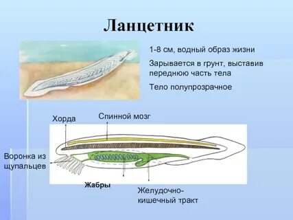 Ланцетник калифорнийский тип питания какой