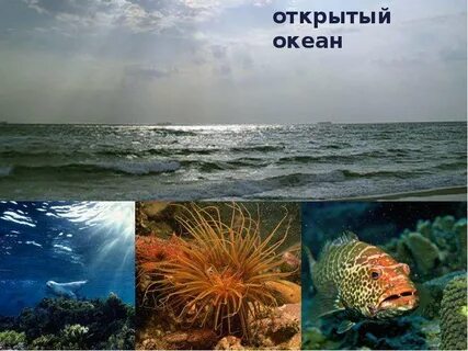 Экологическая система моря