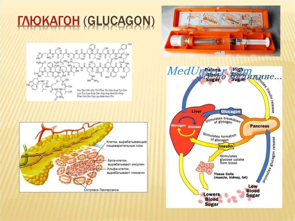 Гипосекреция глюкагона. Строение глюкагона формула. Препараты гормонов глюкагон. Глюкагон поджелудочной железы.