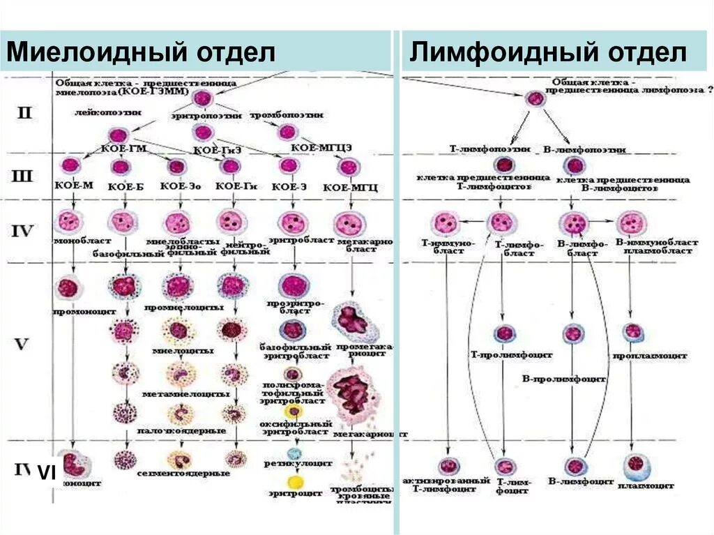 Органы гемопоэза. Схема гемопоэза гистология. Схема кроветворения гистология. Миелоидный ряд кроветворения. Созревание кроветворных клеток.