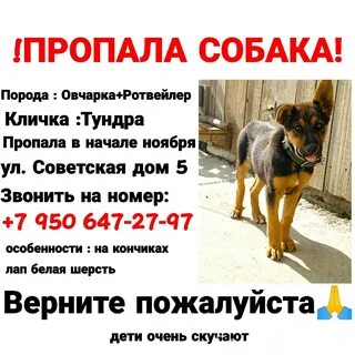 Потерялась собака