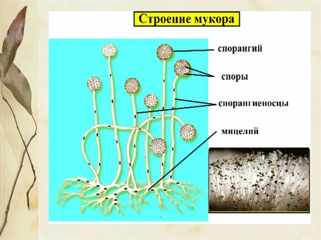 Мукор особенности. Мицелиальные плесневые грибы. Строение спорангия мукора. Строение грибов мукор дрожжи. Плесневые грибы строение биология.