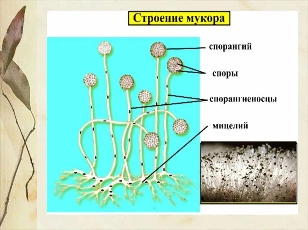 Мицелиальные плесневые грибы. Строение спорангия мукора. Строение грибов мукор дрожжи. Плесневые грибы строение биология. Плесневый гриб мукор относится к