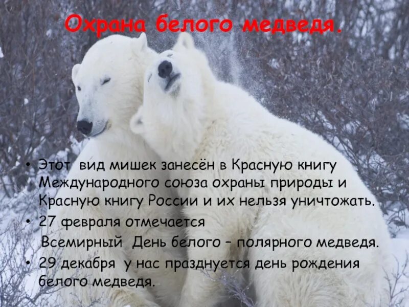 Почему белого медведя занесли в красную. Охрана белых медведей. Белый медведь красная книга. День белого медведя. Всемирный день белого медведя.