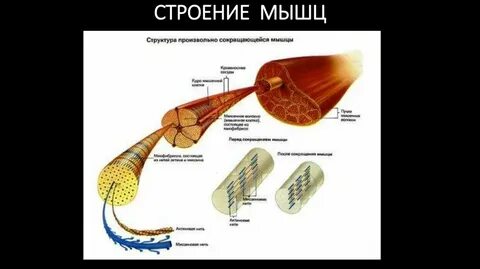 Состав на произвольную