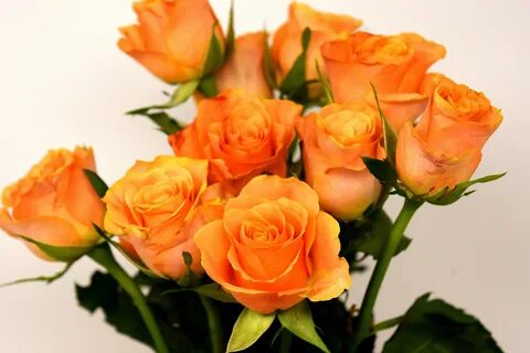 Картинки Розы Оранжевый цветок вблизи 2560x1706