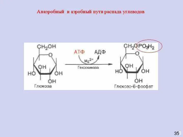 Аэробный путь распада углеводов. Анаэробное расщепление. Анаэробный распад углеводов. Аэробный распад углеводов схема. Аэробного расщепления