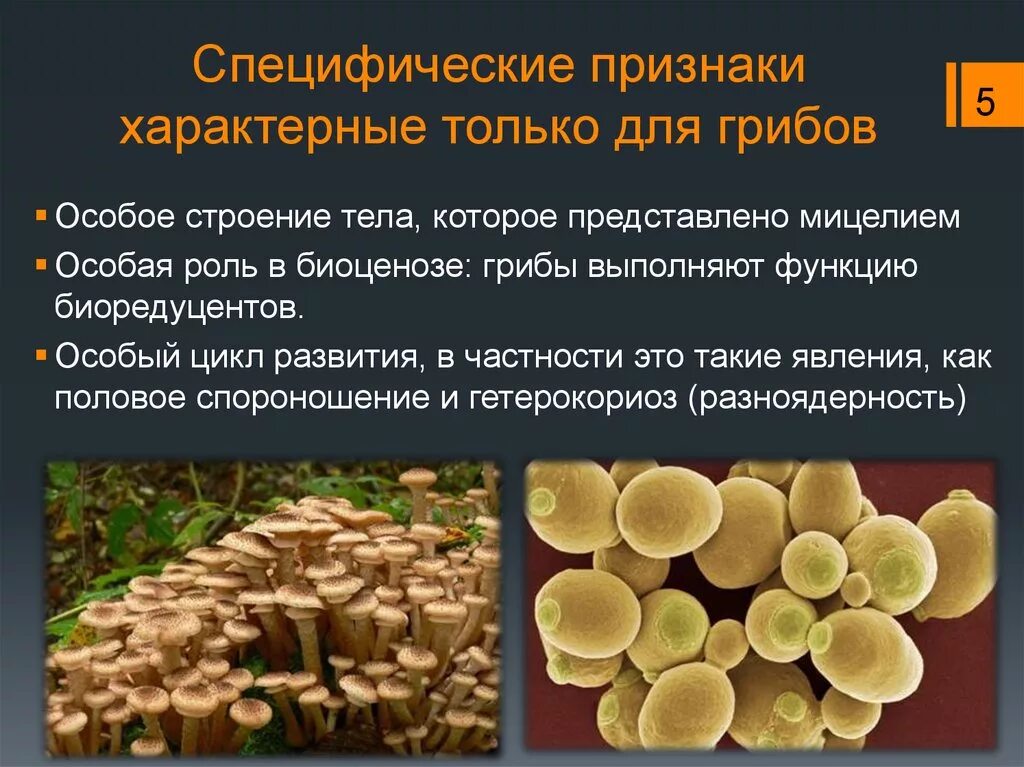 Особенности грибов в природе. Специфические свойства грибов. Характерные признаки царства грибов. Только для царства грибов характерно. Грибы отличительные признаки.