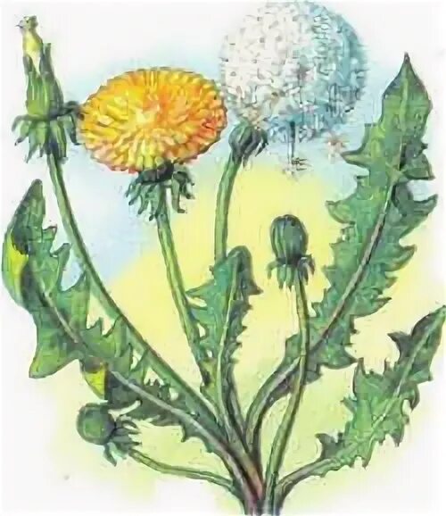 Мак одуванчик. Луговые цветы: одуванчик ромашка василёк мак. Мак одуванчик. Мак ромашка клевер одуванчик. Луговые тюльпаны.