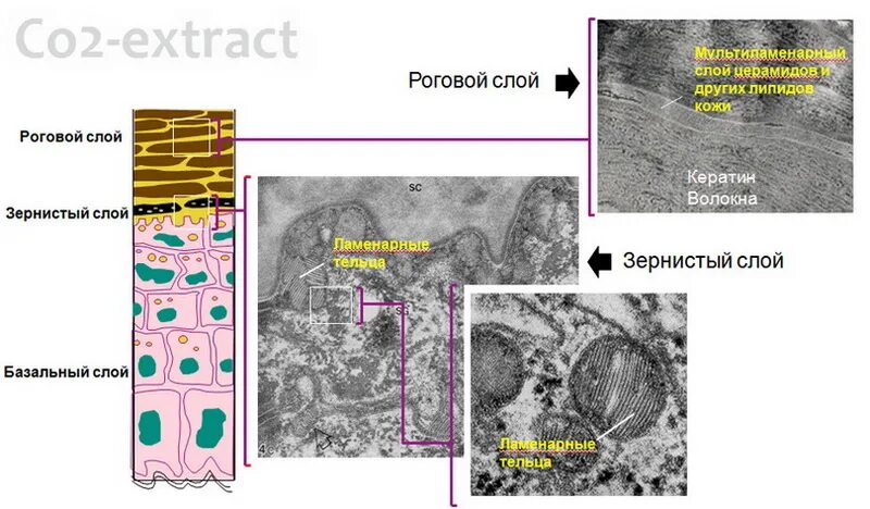 Oleo 21 syoss лак для волос. Сыворотка артефакт. Syoss бальзам 500мл glossing. Syoss ceramide фиолетовая бутылка для каких типов волос. Лак syoss ceramide.