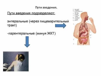 Желудочно кишечный путь