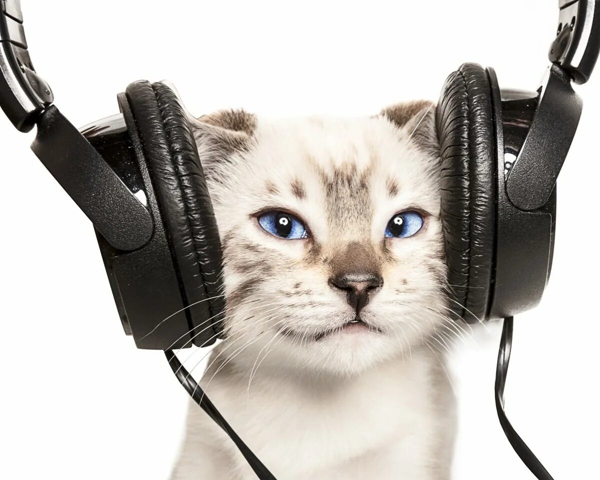 Звуки египта для кошек слушать. Кот в наушниках. Кошка с наушниками. Кошка в наушниках картинки. Кошка в наушниках наслаждается.