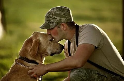 Loyal dogs