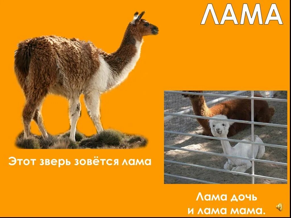 Этот зверь зовется лама. Лама дочь и лама мама. Этот зверь зовется лама лама дочь и лама мама. Лама дочь и лама мама Маяковский. Текст лама мама лама папа