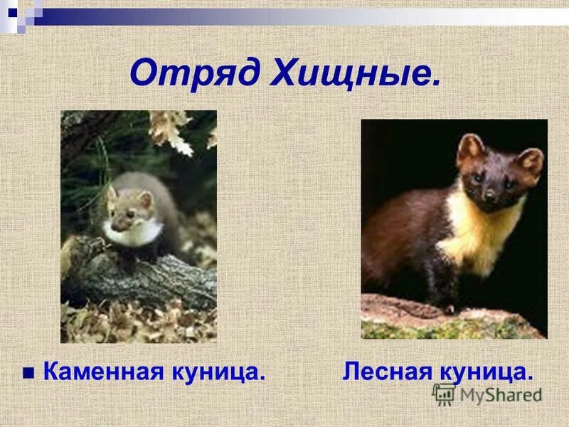 отряды млекопитающих отряд грызуны. отряд грызуны отряд хищные. отряд грызуны и зайцеобразные. отряд насекомоядные подотряды. отряд грызуны отряд хищные.